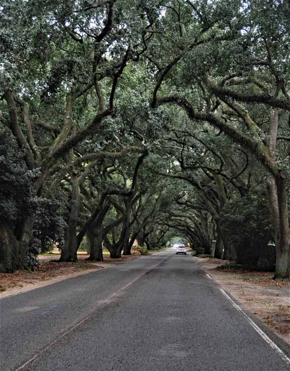 tree-lined street